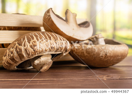 Brown bortobello mushroom with forest behind 49944367