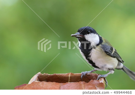 Great tit wild bird green background Great tit wild bird green background 49944468