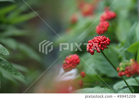 韓國人參田的紅參果 韓國人參田的紅參果 49945209