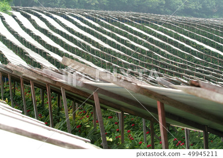 韓國人參田的紅參果 49945211