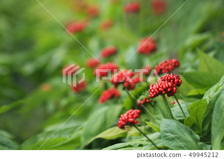 Korean Ginseng Field Red Ginseng Fruits Korean Ginseng Field Red Ginseng Fruits 49945212