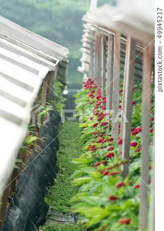 韓國人參田的紅參果 韓國人參田的紅參果 49945217