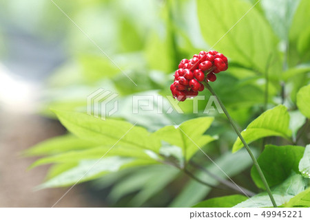 韓國人參田的紅參果 韓國人參田的紅參果 49945221