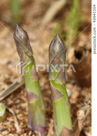Two asparagus Two asparagus 49945304