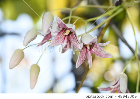 Mube花 49945309