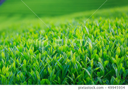 Fujinomiya _ fresh green tea plantation 49945934