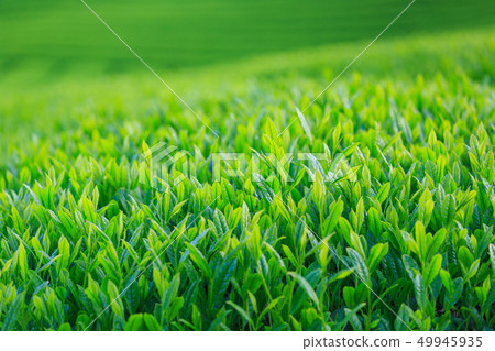 Fujinomiya _ fresh green tea plantation 49945935