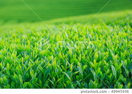 Fujinomiya _ fresh green tea plantation 49945936