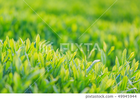 Fujinomiya _ fresh green tea plantation 49945944