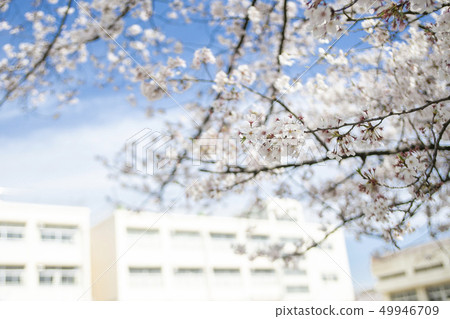 小櫻和學校 49946709