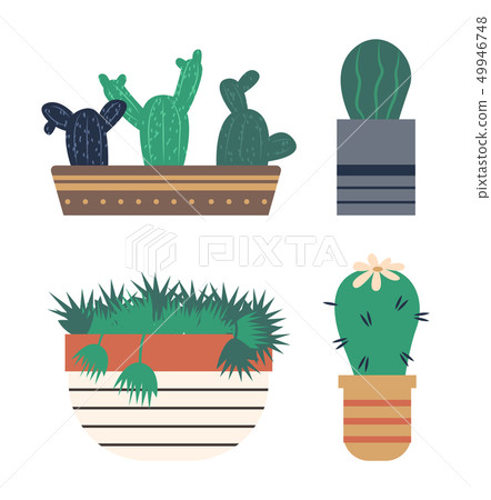 Cactus with Flowering, Flower on Green Plant in Pot Cactus with Flowering, Flower on Green Plant in Pot 49946748