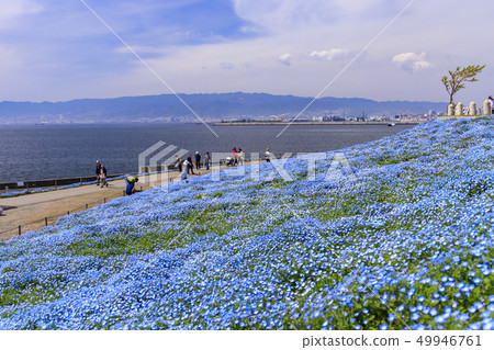 Osaka Maishima Seaside Park Nemophila Festival 49946761