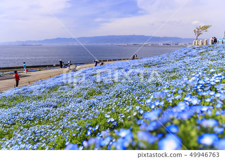 Osaka Maishima Seaside Park Nemophila Festival 49946763