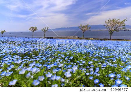 Osaka Maishima Seaside Park Nemophila Festival 49946777