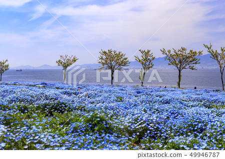 Osaka Maishima Seaside Park Nemophila Festival 49946787