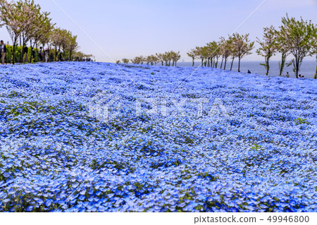 Osaka Maishima Seaside Park Nemophila Festival 49946800