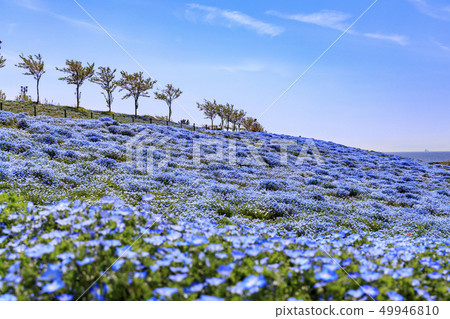 Osaka Maishima Seaside Park Nemophila Festival 49946810