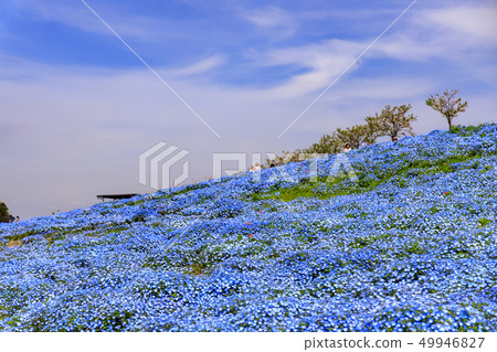 Osaka Maishima Seaside Park Nemophila Festival 49946827