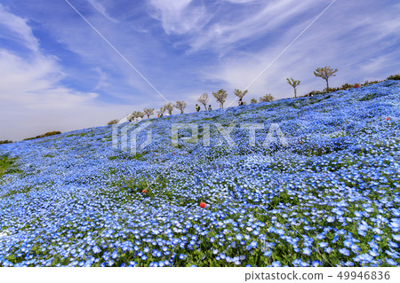 Osaka Maishima Seaside Park Nemophila Festival 49946836