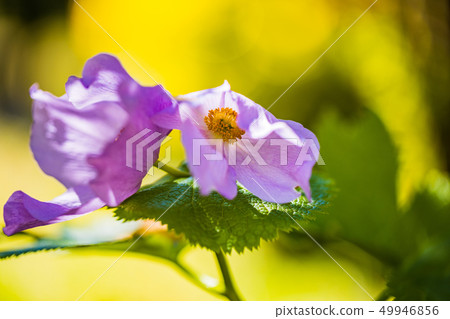 開花的Shiraneaoi 49946856