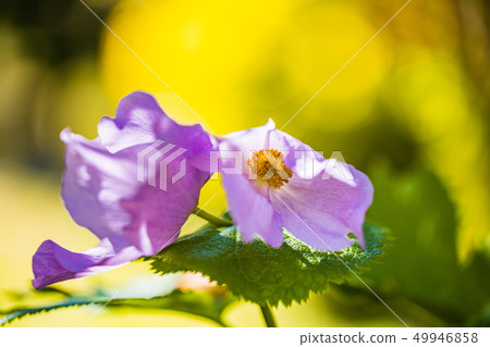 開花的Shiraneaoi 開花的Shiraneaoi 49946858