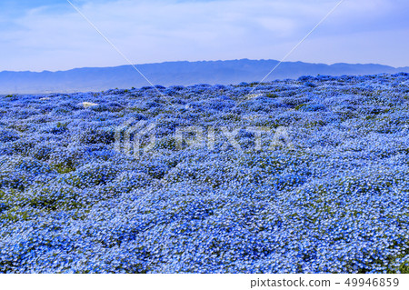 Osaka Maishima Seaside Park Nemophila Festival 49946859