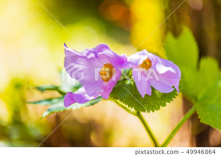 Flowering Shiraneaoi 49946864