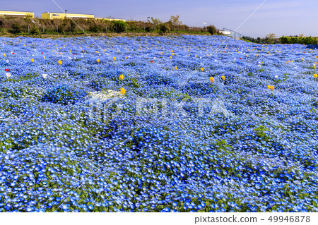 Osaka Maishima Seaside Park Nemophila Festival 49946878