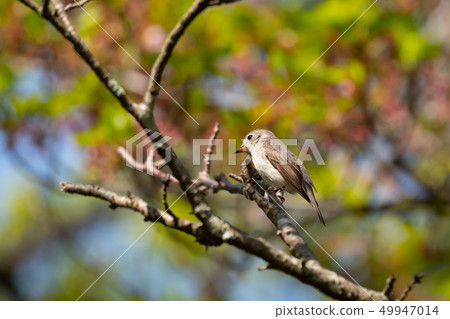 公園的Kosamebitaki 公園的Kosamebitaki 49947014