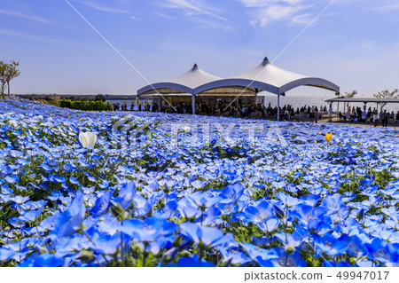 大阪Maishima海濱公園Nemophila節 49947017
