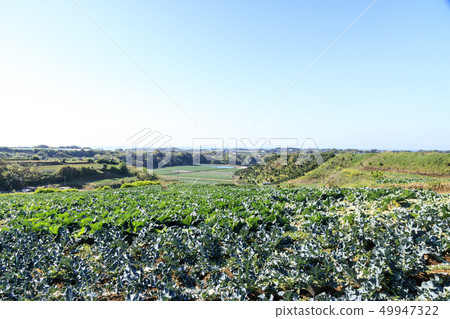 Field (spring) 49947322