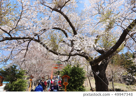 Niikurayama淺間公園的藍天和櫻花 49947348