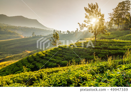 Tea plantations in Munnar at sunrise, Kerala, India. 49947389