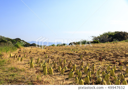 Field (spring) Field (spring) 49947632