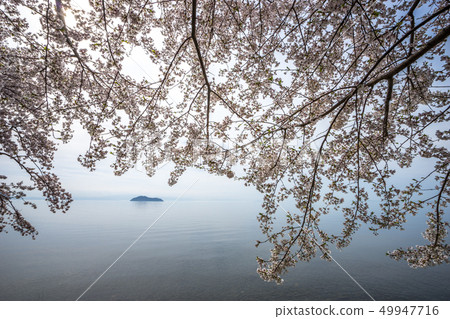 Cherry Blossoms at Haiizu 49947716