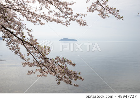 Cherry Blossoms at Haiizu Cherry Blossoms at Haiizu 49947727