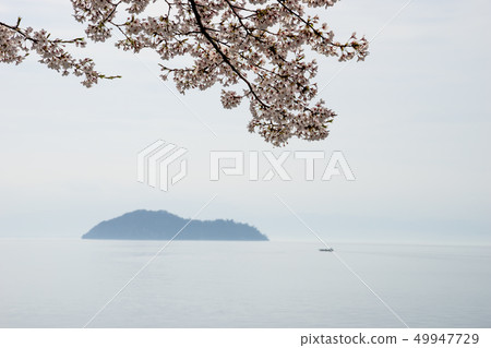 Cherry Blossoms at Haiizu Cherry Blossoms at Haiizu 49947729