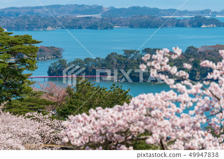 Scenery from Matsu Park in the west rowback Sakura 49947838