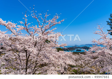 Scenery from Matsu Park in the west rowback Sakura Scenery from Matsu Park in the west rowback Sakura 49947881