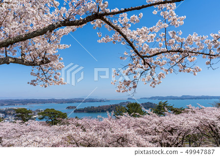 Scenery from Matsu Park in the west rowback Sakura Scenery from Matsu Park in the west rowback Sakura 49947887