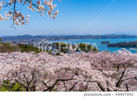 Scenery from Matsu Park in the west rowback Sakura 49947891