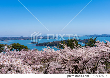 Scenery from Matsu Park in the west rowback Sakura Scenery from Matsu Park in the west rowback Sakura 49947894