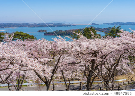 Scenery from Matsu Park in the west rowback Sakura Scenery from Matsu Park in the west rowback Sakura 49947895