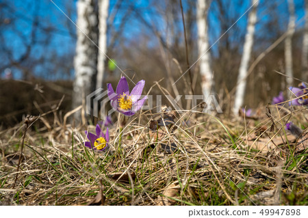 Spring purple flowers Pasqueflower in forest. The flower blossomed in the spring forest with a 49947898