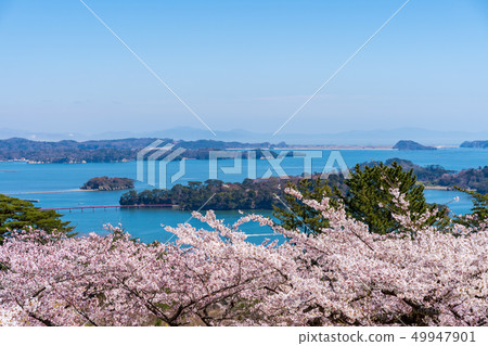 從西部後衛櫻花的媽祖公園的風景 從西部後衛櫻花的媽祖公園的風景 49947901