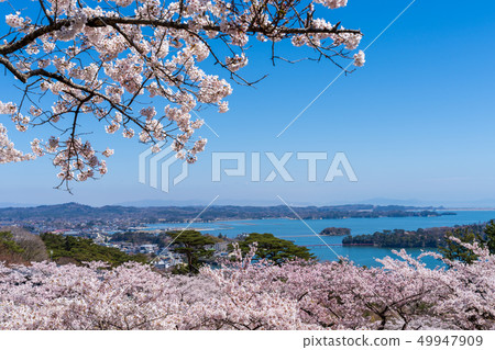 Scenery from Matsu Park in the west rowback Sakura Scenery from Matsu Park in the west rowback Sakura 49947909