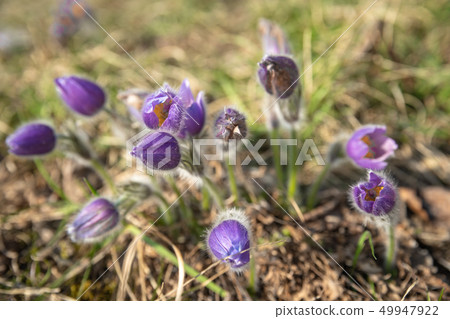 Spring purple flowers Pasqueflower in forest. The flower blossomed in the spring forest with a Spring purple flowers Pasqueflower in forest. The flower blossomed in the spring forest with a 49947922