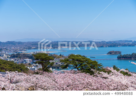 Scenery from Matsu Park in the west rowback Sakura Scenery from Matsu Park in the west rowback Sakura 49948088