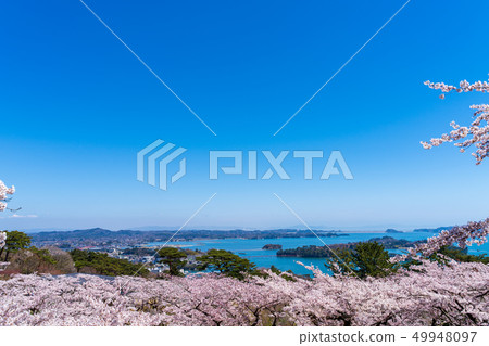 Scenery from Matsu Park in the west rowback Sakura Scenery from Matsu Park in the west rowback Sakura 49948097