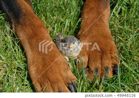 sparrow in paw sparrow in paw 49948116